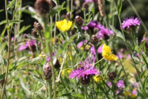 Wildflowers in Newton Aycliffe